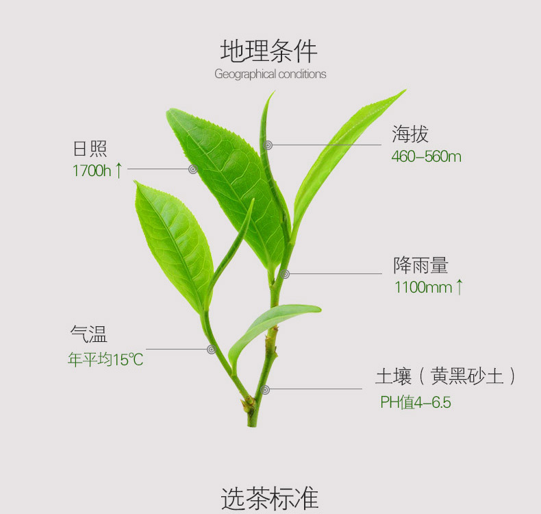 信阳毛尖2017新茶明前特级嫩芽毛尖炒青茶真空包装80g厂家直供