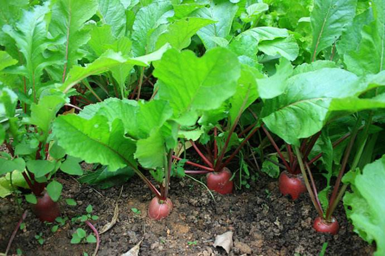 红心红皮萝卜种子 蔬菜种子 水萝卜 中熟品种 甜脆不糠心10克/袋