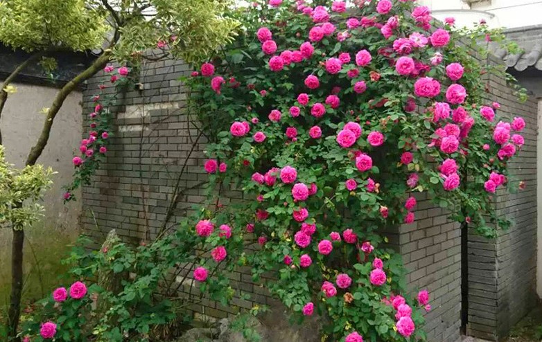 当年开花多花蔷薇5-20年爬藤苗盆栽庭院蔷薇树苗月季花苗盆栽包邮