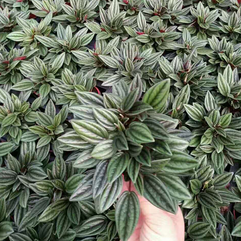 【基地直供】室内观叶花卉植物 观赏盆栽 碧玉椒草 90#红天使