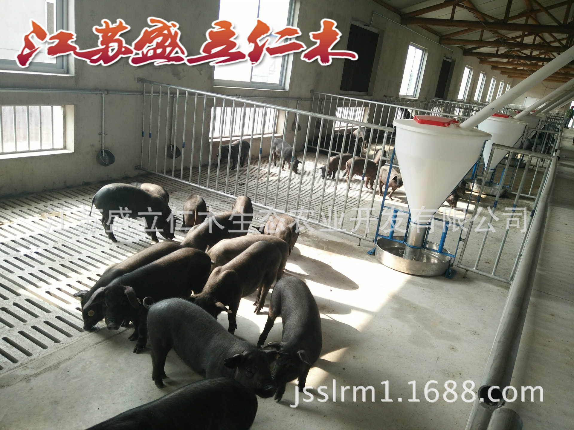原种太湖猪种猪场批发杜太黑猪仔 杜梅母猪 苏太母猪苗 黑猪种苗