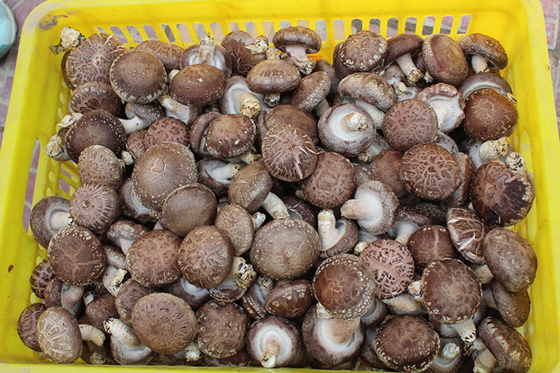 香菇鲜菇食用菌销售808品种135五香一号939批发