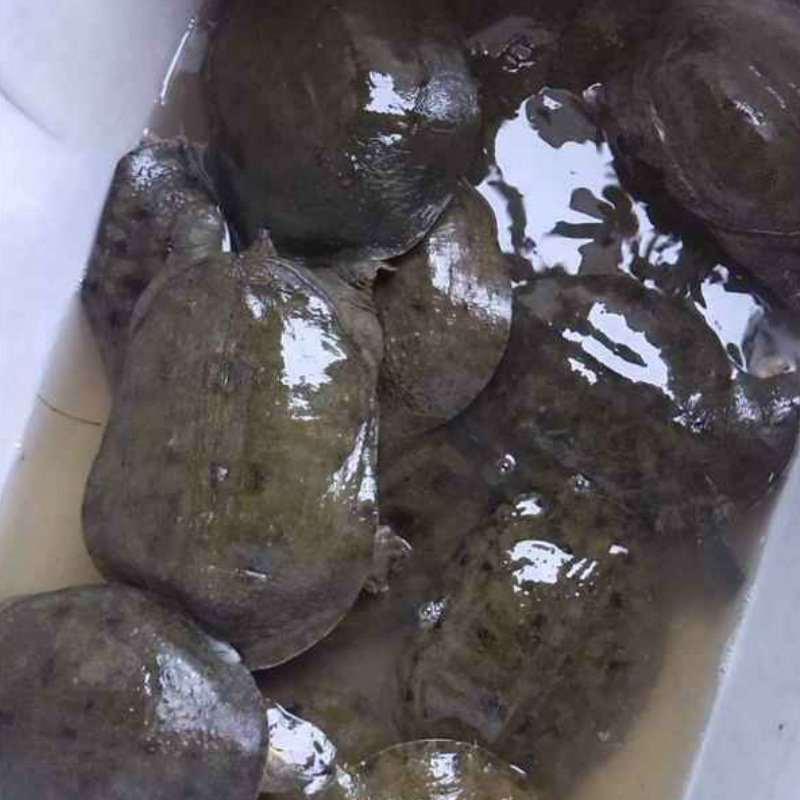 安徽大别山鑫鑫甲鱼 300g外塘中华鳖 生态养殖小甲鱼苗 农家养殖