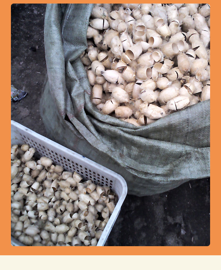 【新品上市】东北特产 柞蚕茧壳 野生蚕茧 抽丝原料 代发货