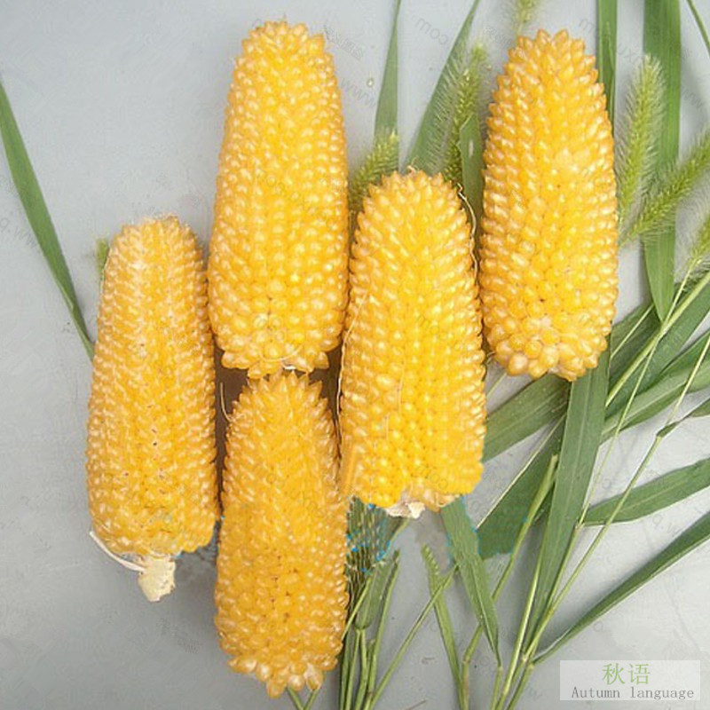 菠萝型水果玉米种子 甜玉米种子 家庭种植蔬菜种子阳台盆栽