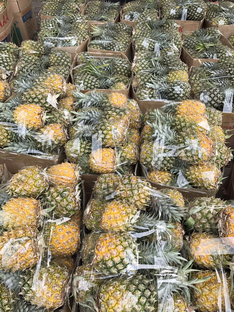 广西新鲜菠萝小菠萝凤梨水果海南菠萝徐闻菠萝除味32.9元连箱10斤