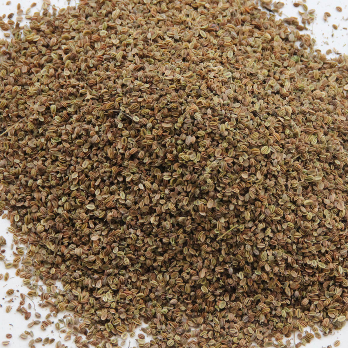 康源优质蛇床子降价促销产地直供量大从优