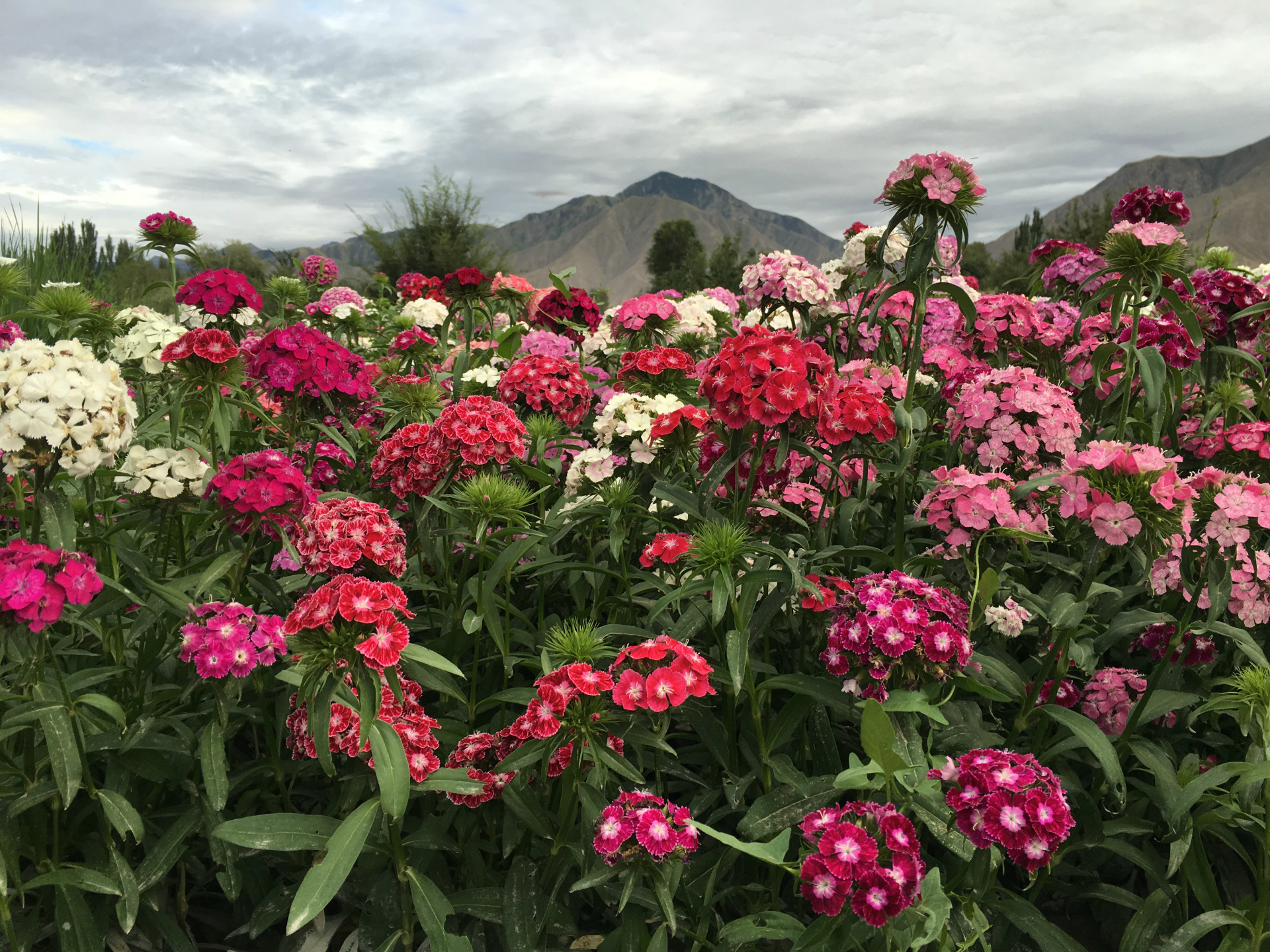 批发花卉花籽五彩石竹种籽常夏石竹美国石竹景区花海阳台量大优惠
