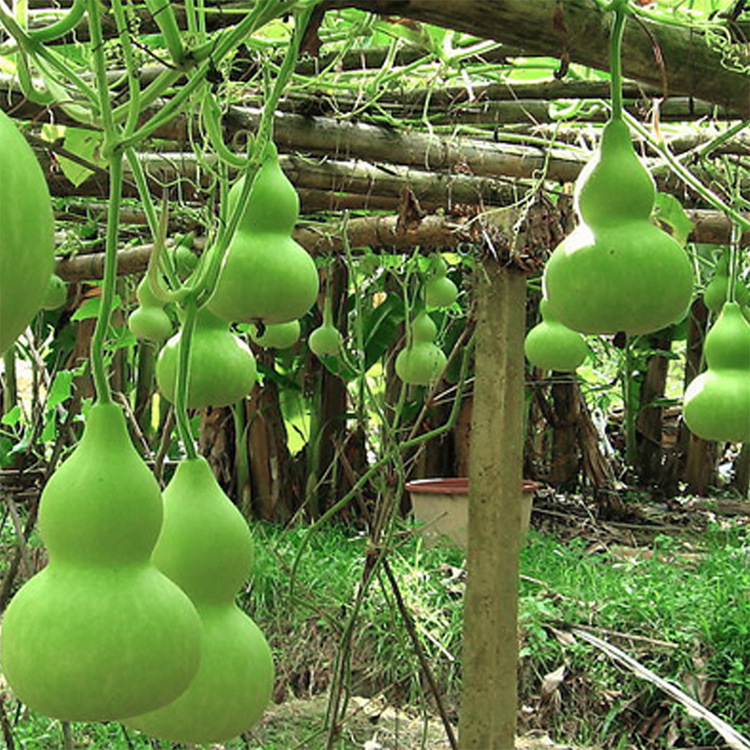 优种网 金寸小葫芦种子10粒