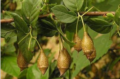 斯诺特厂家 安息香 安息香提取物 安息香粉