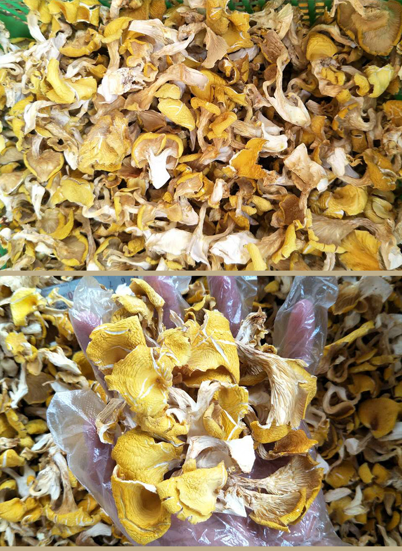 云南产地直销人工鸡油黄菌 野生鸡油黄 鸡油菌干人工菌直销厂家