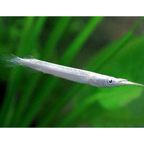 白金针鱼银针鱼竹签鱼银针上层观赏鱼热带鱼