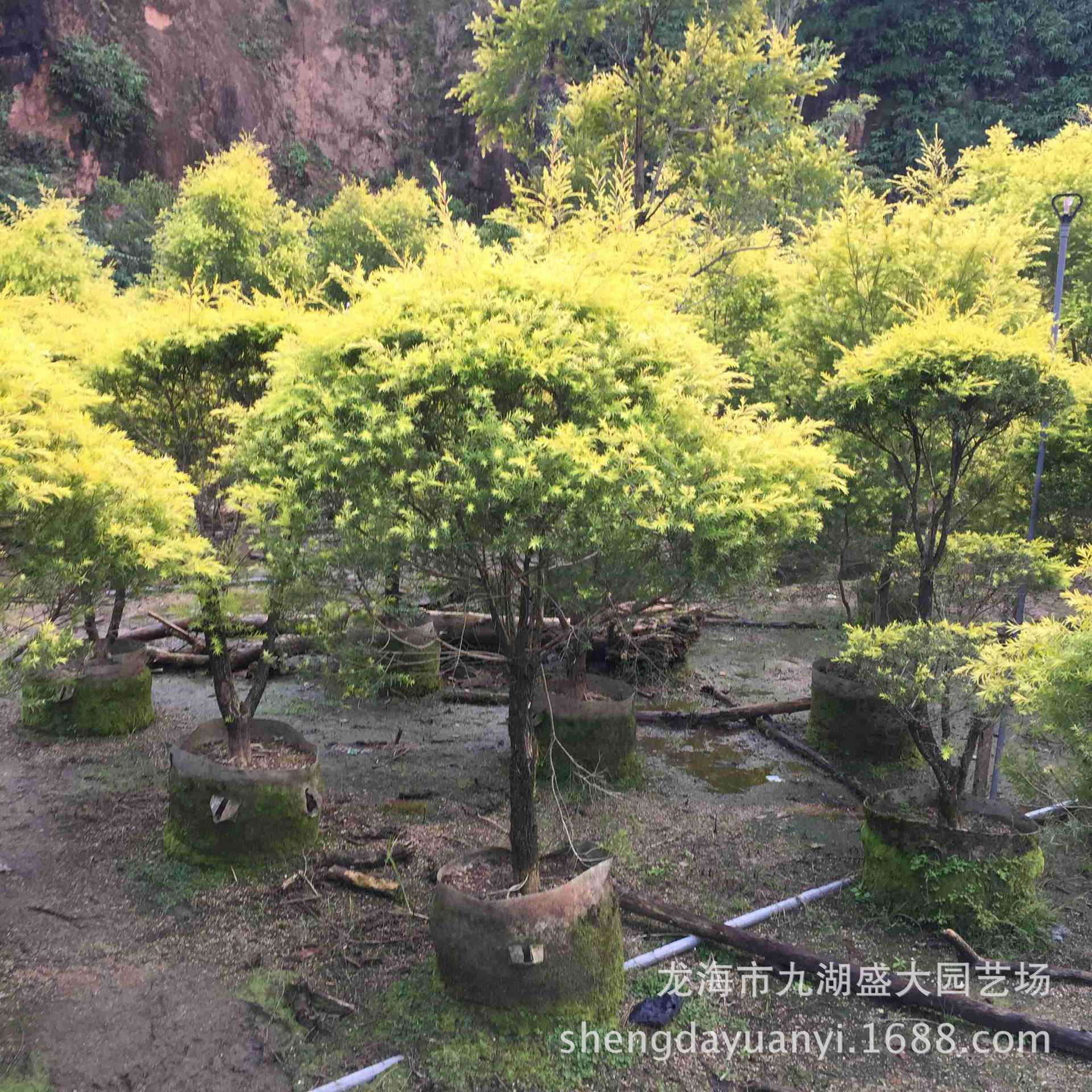 批发浙江千层金黄金宝树 供应行道树黄千层 精品高1米黄金香柳球