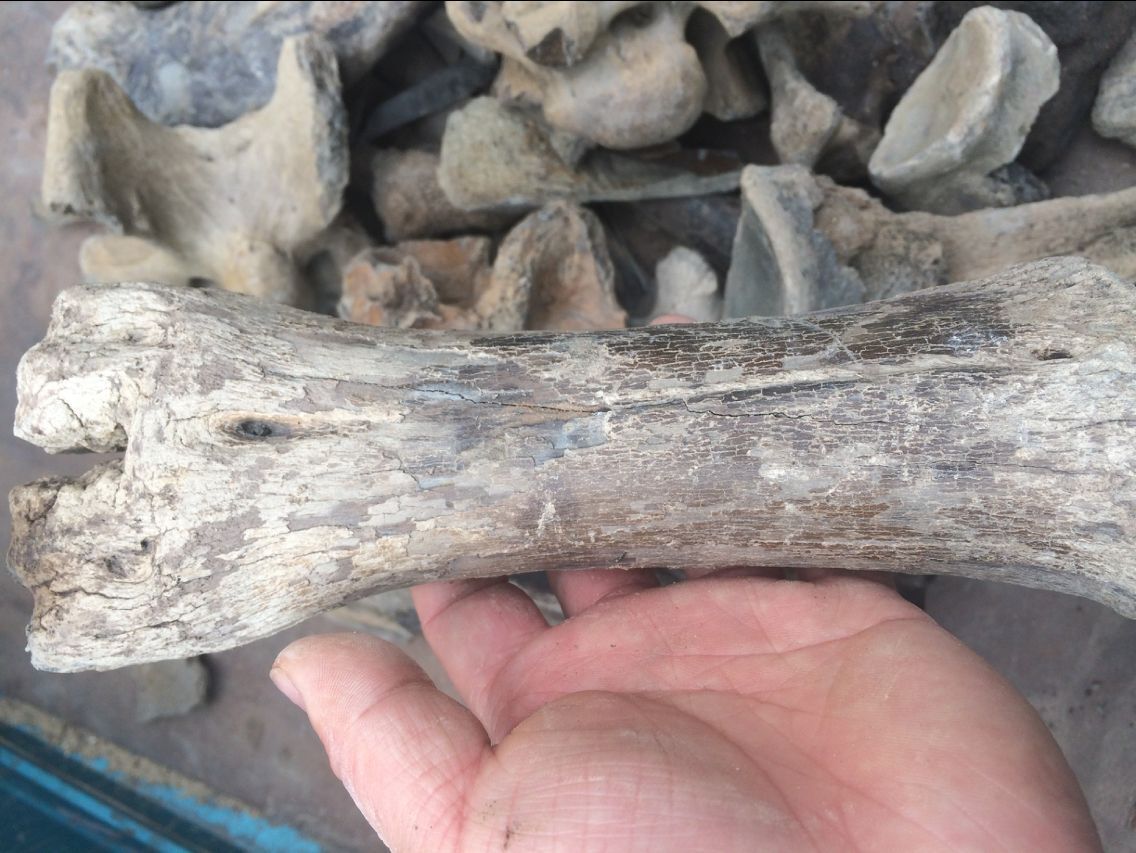 龙骨 五花龙骨 青龙骨 煅龙骨 龙齿 正宗龙骨