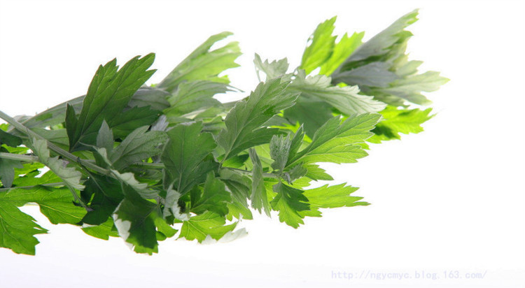 清明时节,青艾初长