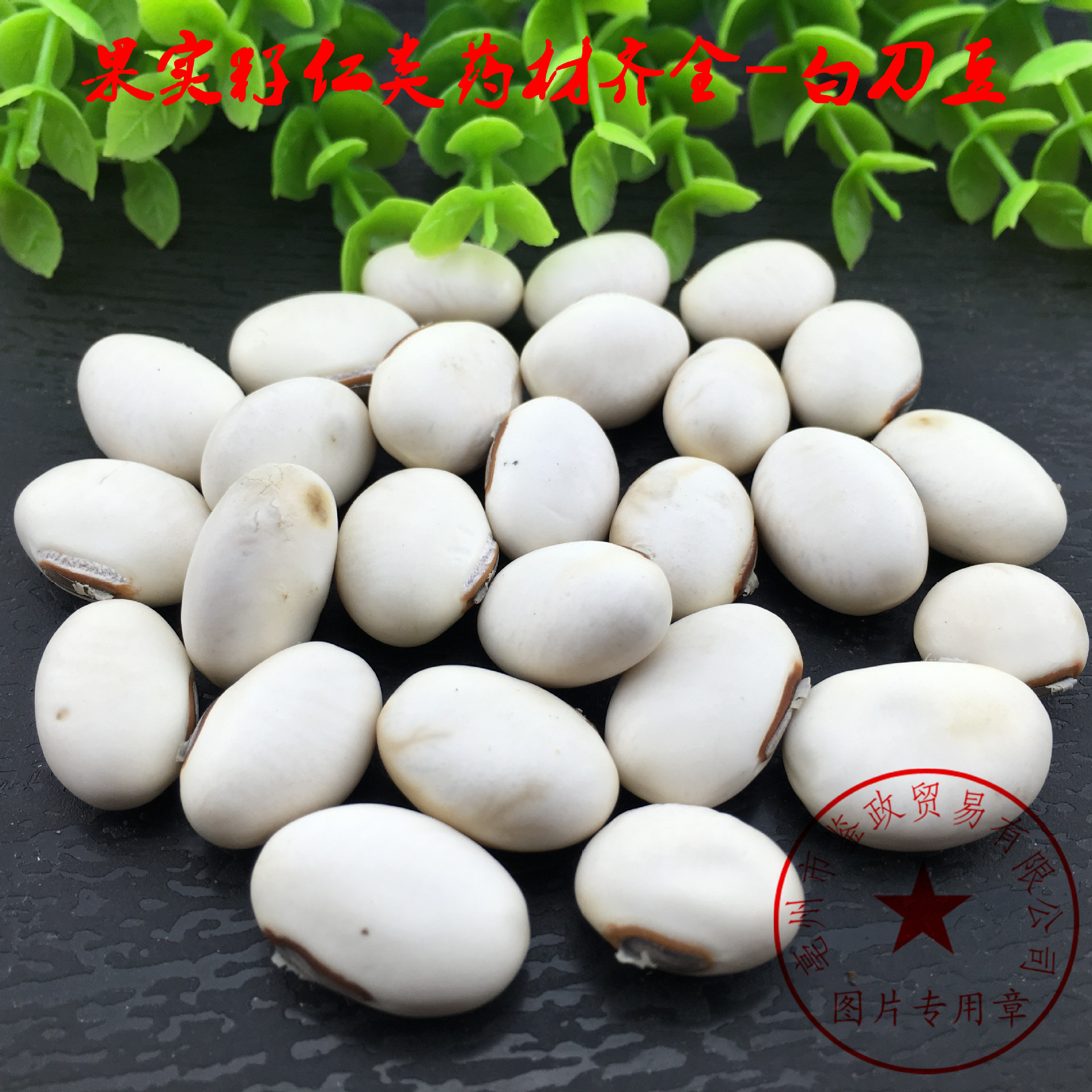 批发大刀豆 白刀豆 种子 白魔豆 纯净无杂