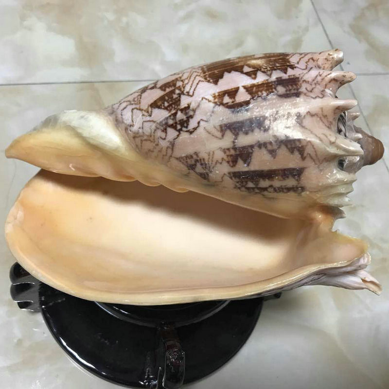 标本名螺帝王螺摆饰 天然大海螺贝壳帝皇螺 标本收藏海螺贝壳批发