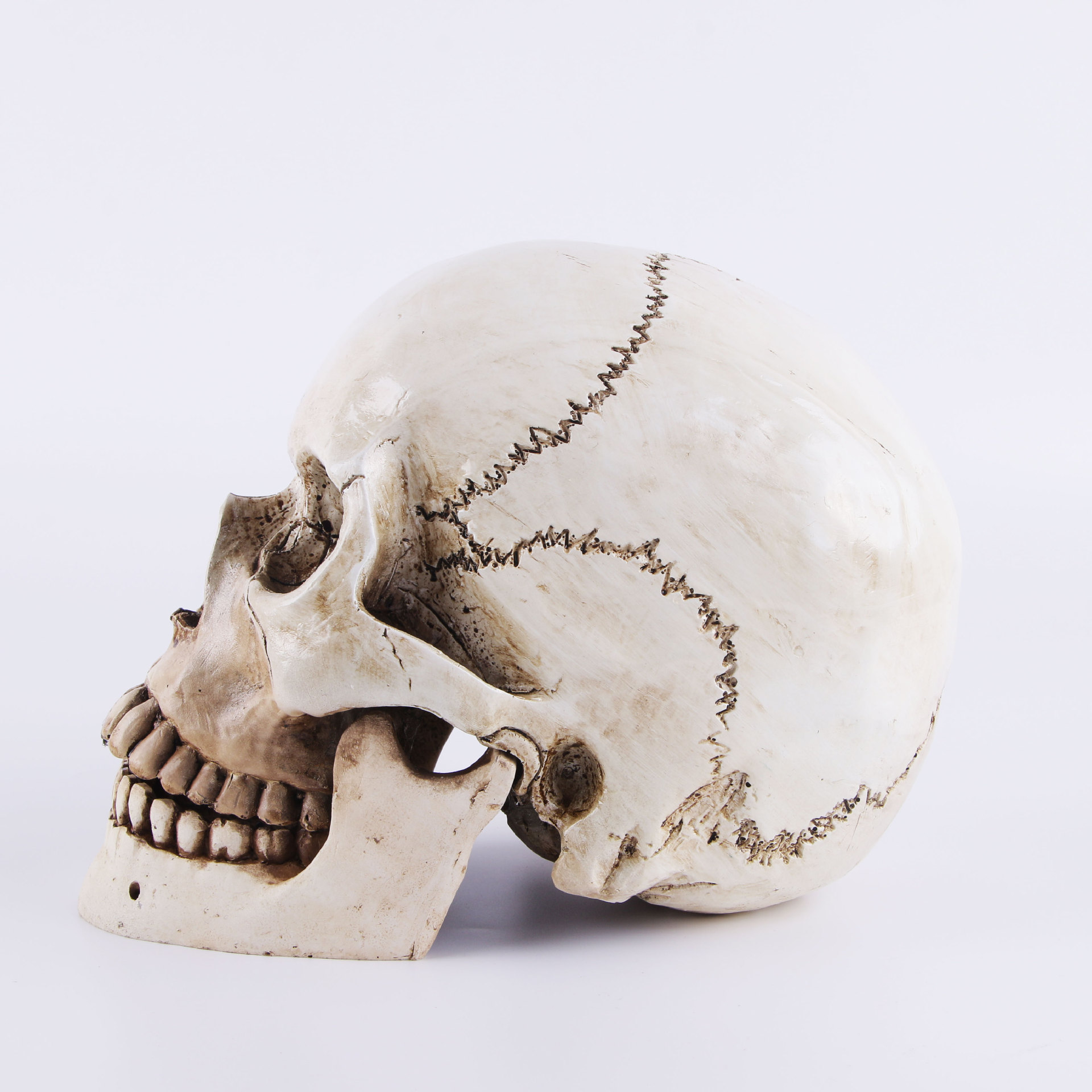 外贸采购医学骷髅头骨标本摆设高档天然树脂工艺品模型1:1仿真