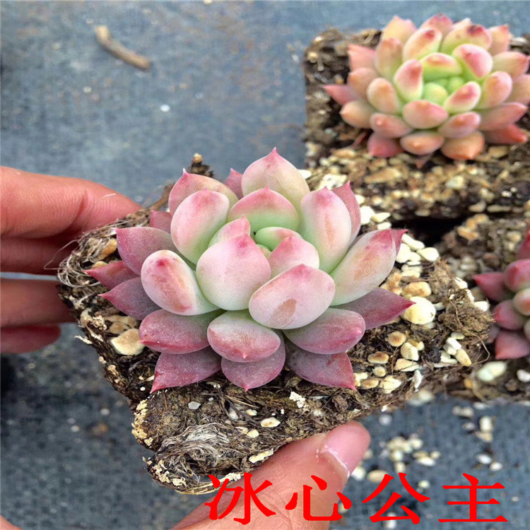 多肉植物品种批发 冰心公主单头群生品相多肉基地裸根发