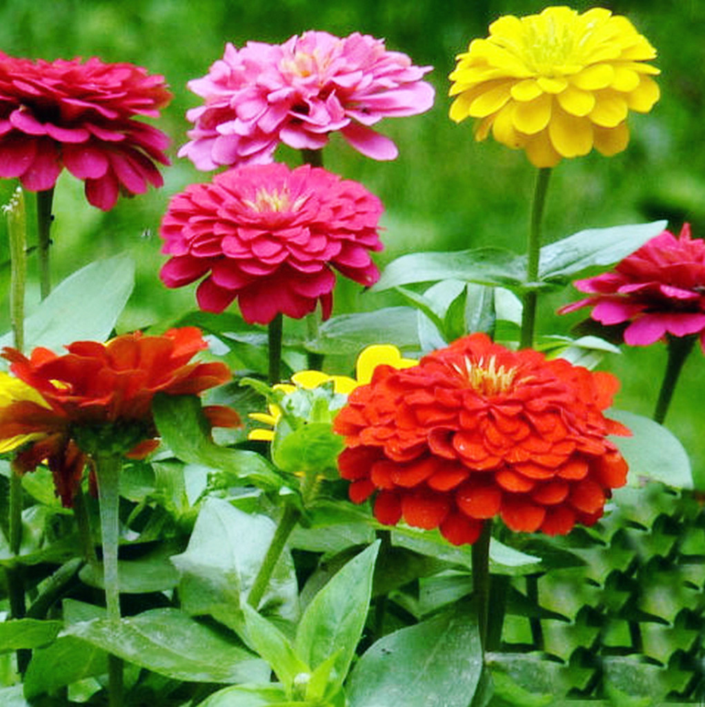 百日草花的颜色非常丰