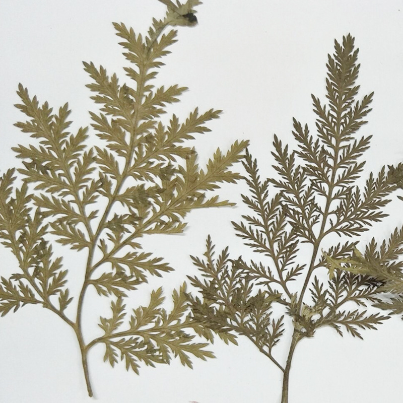 植物标本_厂家供应青蒿 压花干花水晶干花 植物教学标本 - 阿里巴巴