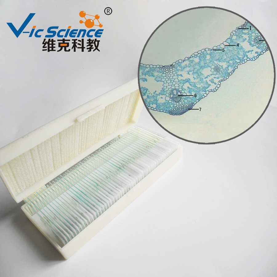 小麦叶横切 被子植物学类 动植物切片标本 中小学显微镜玻片