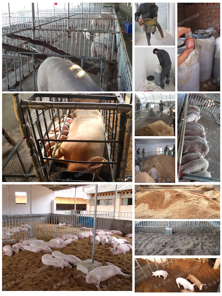 发酵床养猪制作