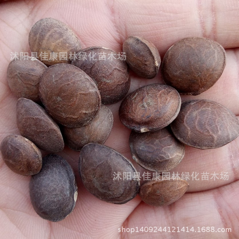 印加果种子 印加花生 印奇果 南美油藤种子 星油藤 1件=1斤