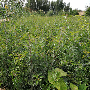 甘肃苗木基地出售新疆专用杜梨树苗