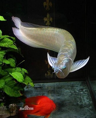 银龙鱼观赏鱼 热带鱼 大型鱼 银龙鱼龙鱼 观赏龙鱼 银龙鱼苗 银龙