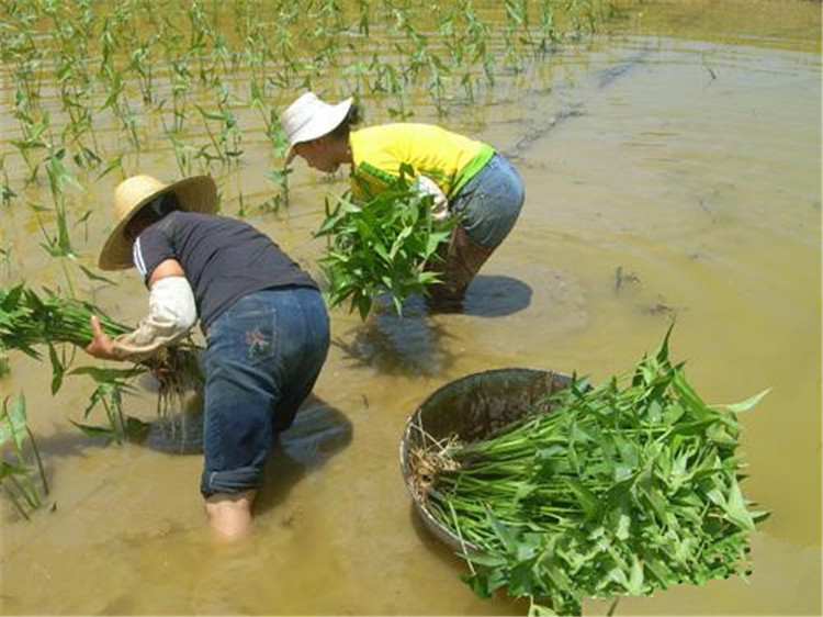 基地批发 水体绿化景观水生植物 慈菇观花赏叶水体净化 慈菇