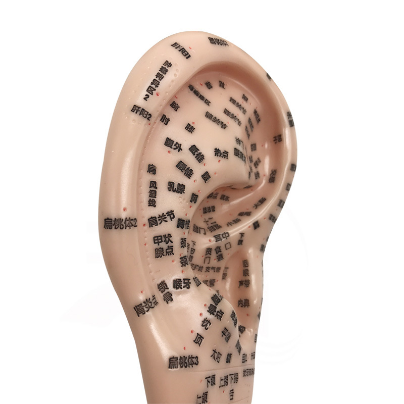 17厘米刻字清晰丰帆耳穴模型耳针模型/针灸耳朵模型/耳按摩模型