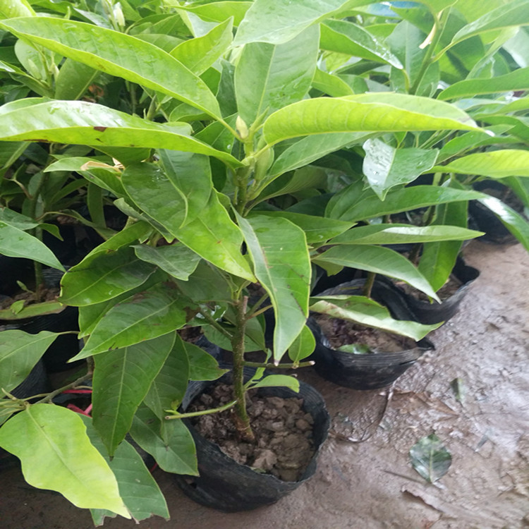 正宗嫁接白兰花苗白玉兰花树苗 白兰苗黄桷兰黄兰盆栽地栽浓香花