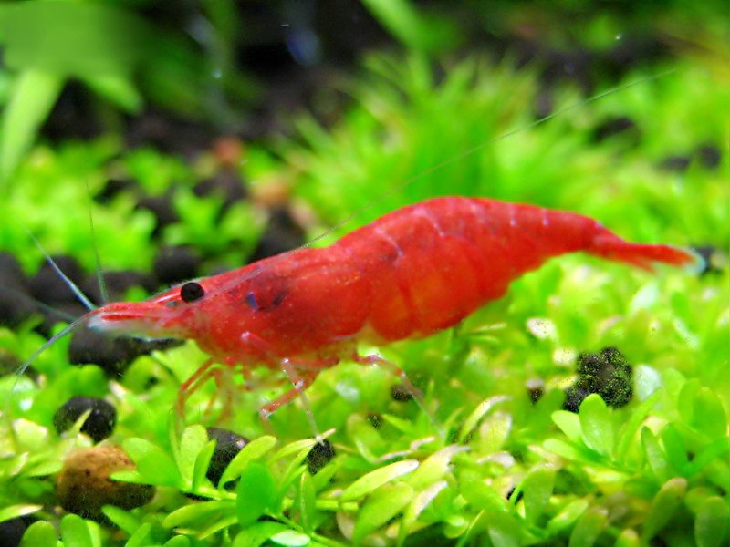 观赏虾 火焰虾 极火虾 观赏虾 水草虾 草缸专用虾 虾 小虾 烤漆虾