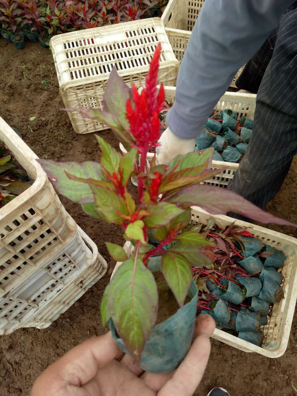 鸡冠花苗批发 盆栽鸡冠花小苗 红叶鸡冠花 一支笔鸡冠花 量大优惠
