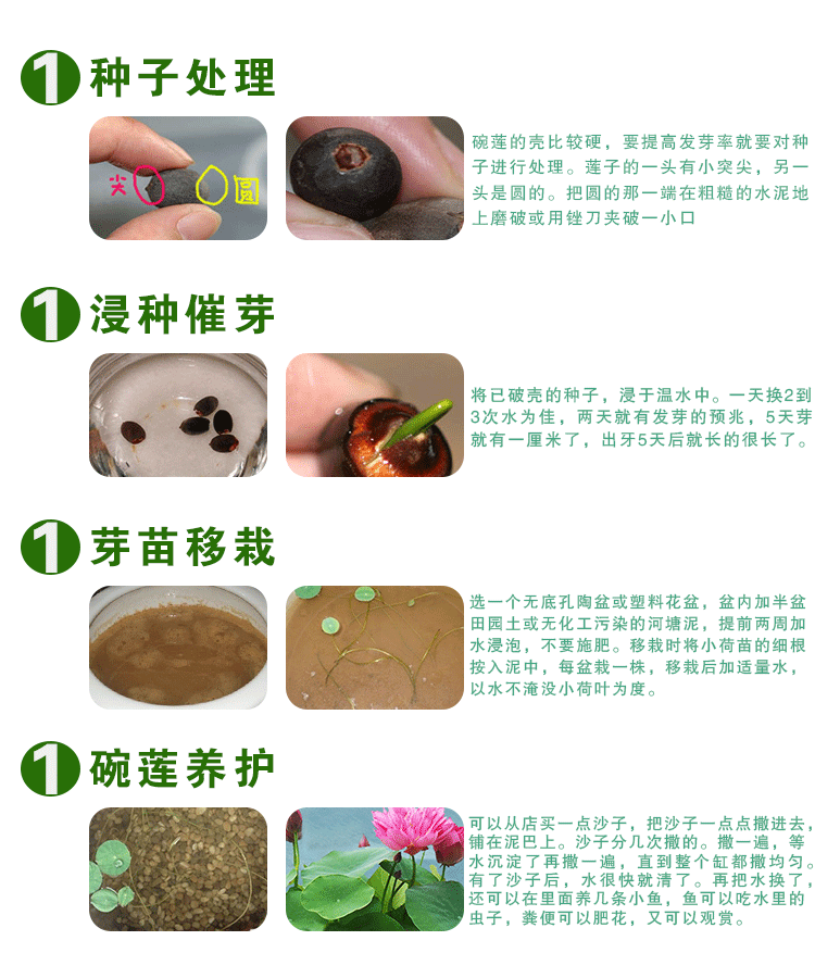 荷花种子开口水培植物碗莲睡莲水生盆栽绿植花卉批发迷你莲花籽