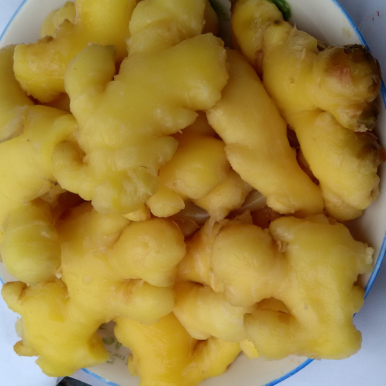 四川特产泡生姜30kg泡姜泡小黄姜餐饮泡酸菜泡老姜批发