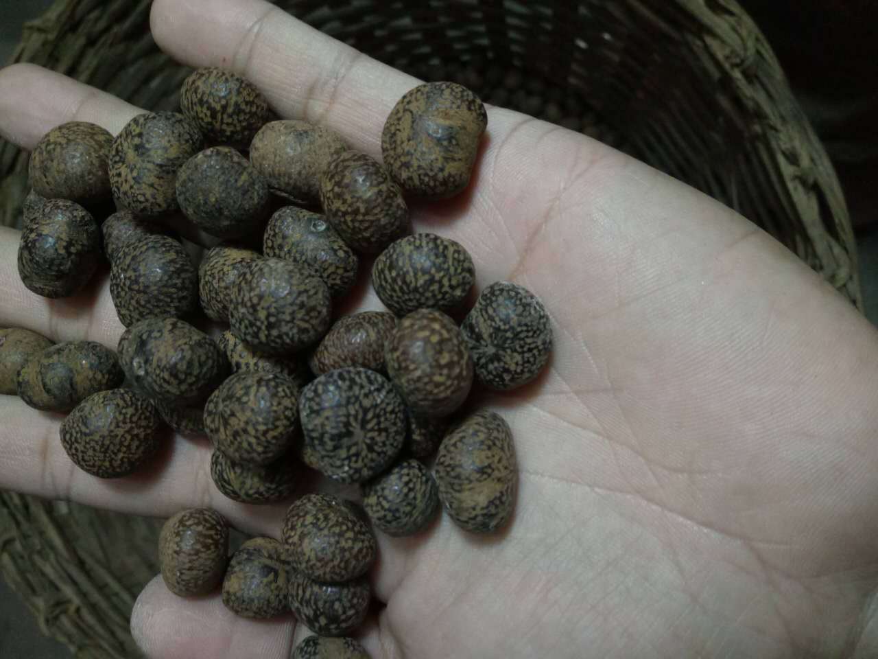 正宗星月菩提佛珠