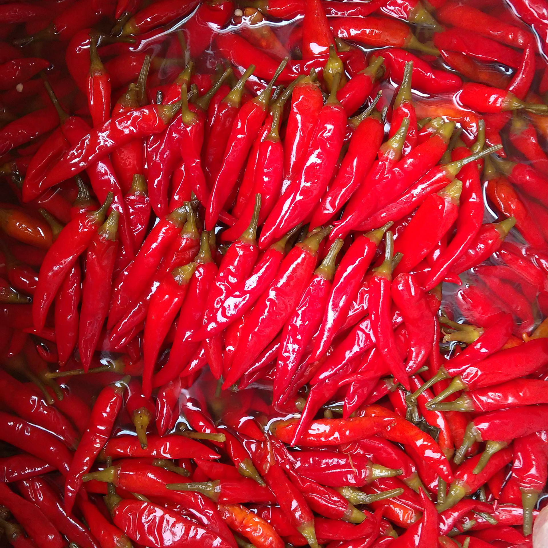 四川泡辣椒泡红小米辣辣椒30kg红小米椒泡菜酱红腌菜散装批发