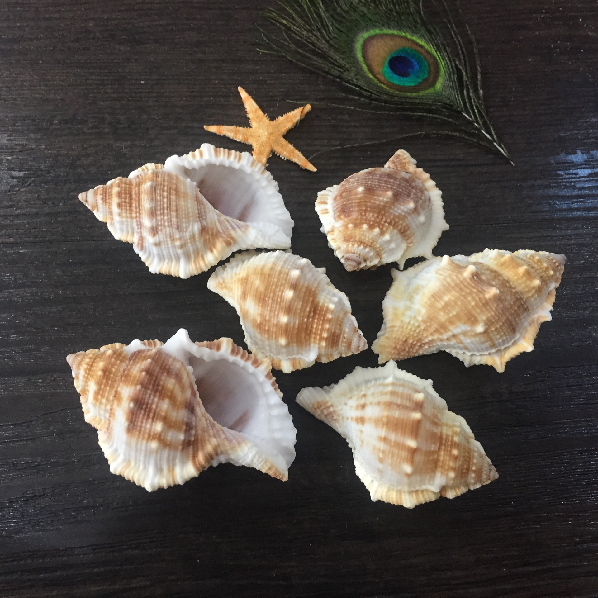 圣诞用品配件 扁刺螺 海参螺 鱼缸水族箱装饰 亚马逊供应商