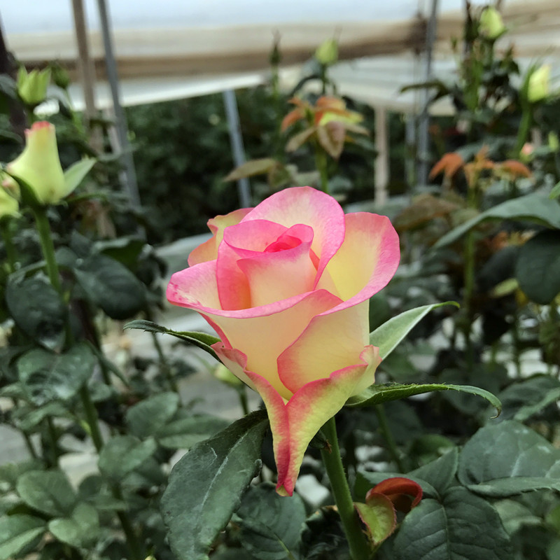 实惠花卉种苗批发月季苗 绿化工程蔷薇苗红袖玫瑰种苗 苗圃直供