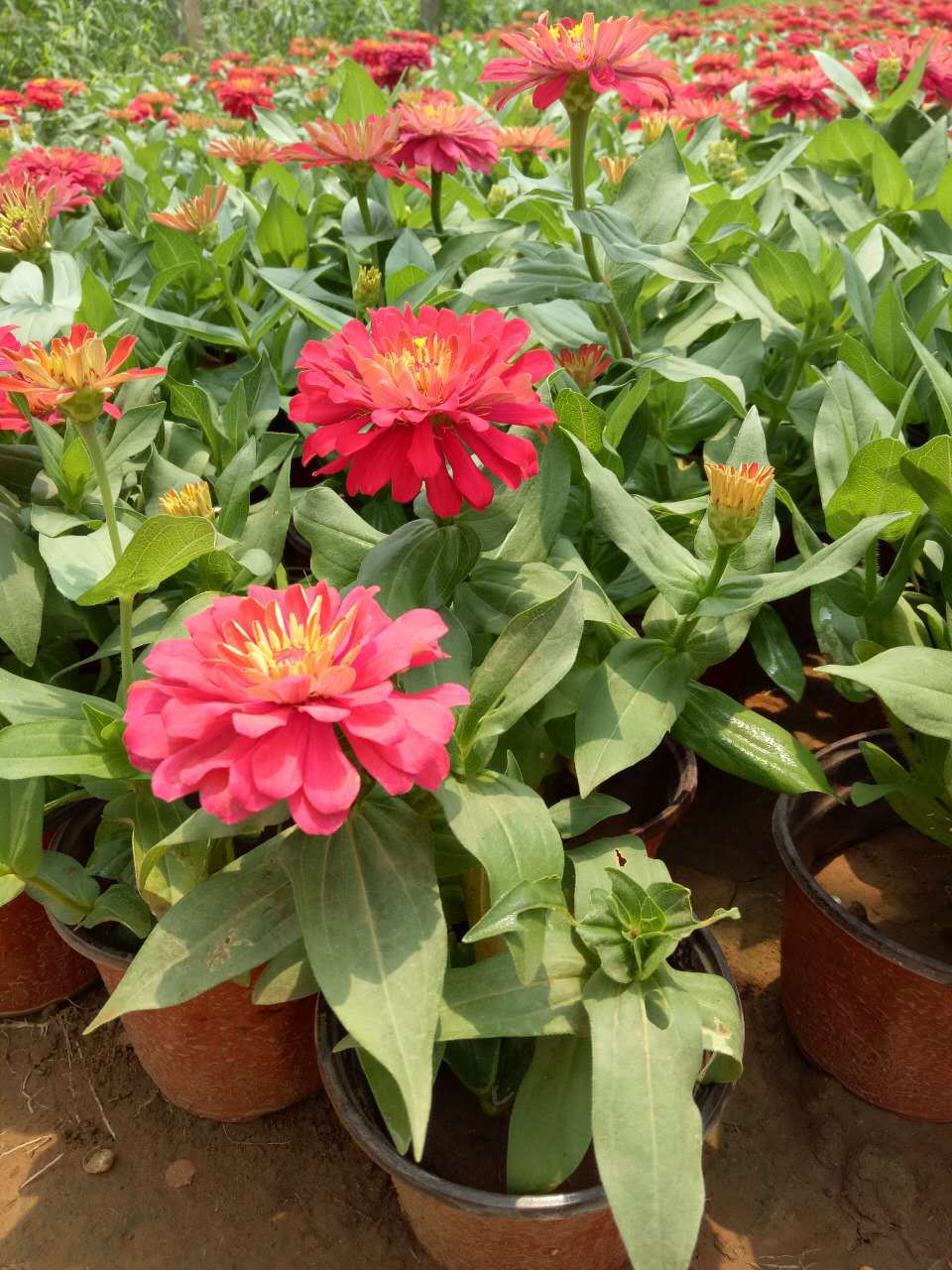 别名(步步高) 品种 百日草 主要观赏部位 观花 花型 重瓣 花色色系