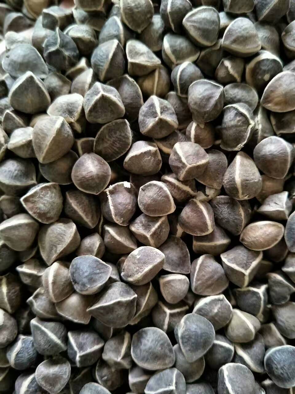 正宗印度辣木籽大颗粒黑籽辣木籽大果食用辣木子茶500g大货批发