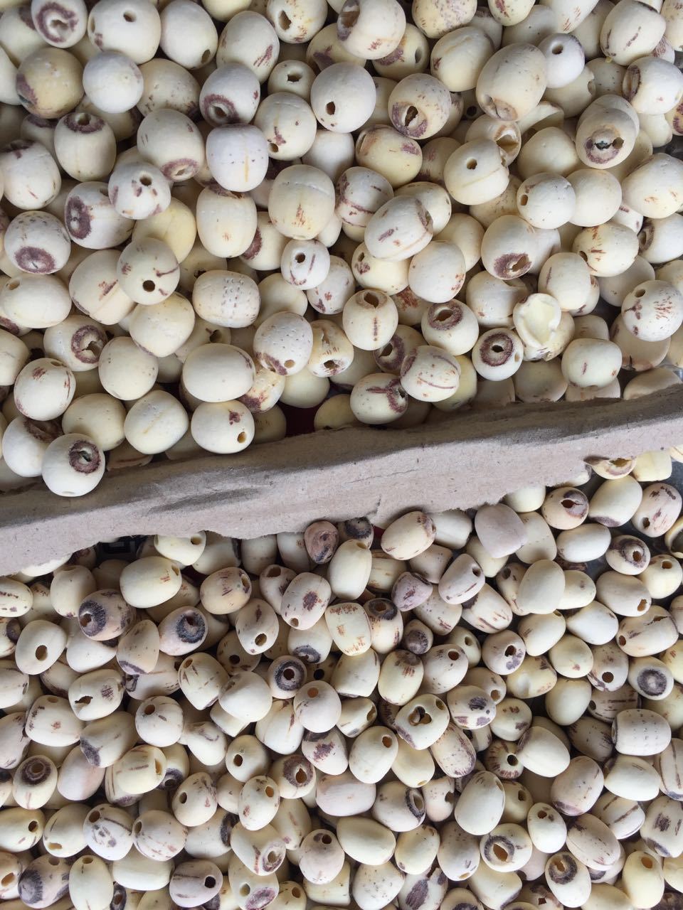 新货湖南湘潭去芯白莲子 白莲子干货 去芯莲子 散装25kg 量大从优