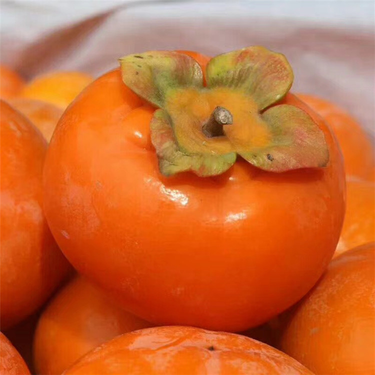 大秋甜柿柿子苗价格 水果甜柿柿子苗 适合南方种植甜脆柿子品种