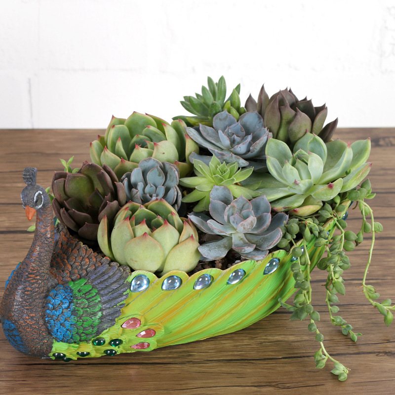 如果爆款 font color=red>孔雀 /font>多肉微景观盆栽 创意款田园风