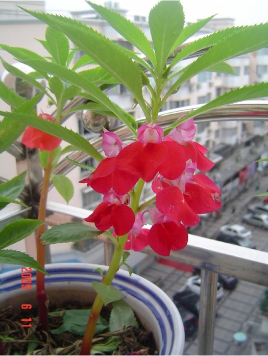 庭院阳台花卉籽七彩凤仙花指甲花四季盆栽混色50粒