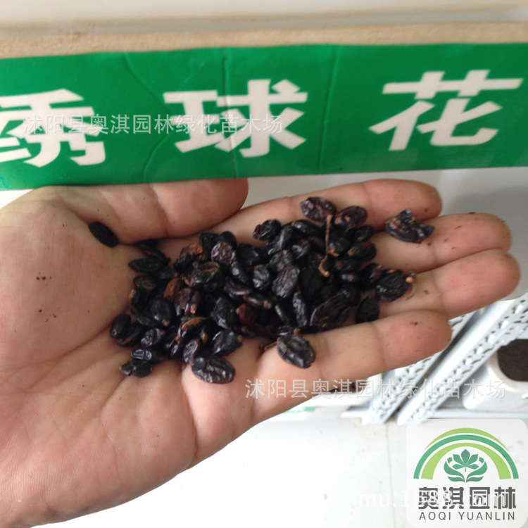 绣球花种子 阳台盆栽八仙绣球种子 紫阳花 天竺葵 洋绣球 种子