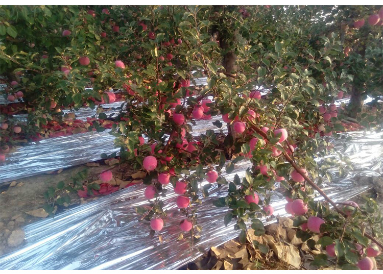 大金源牌超亮度微孔苹果反光膜(上色快 不脱铝 反光率高)