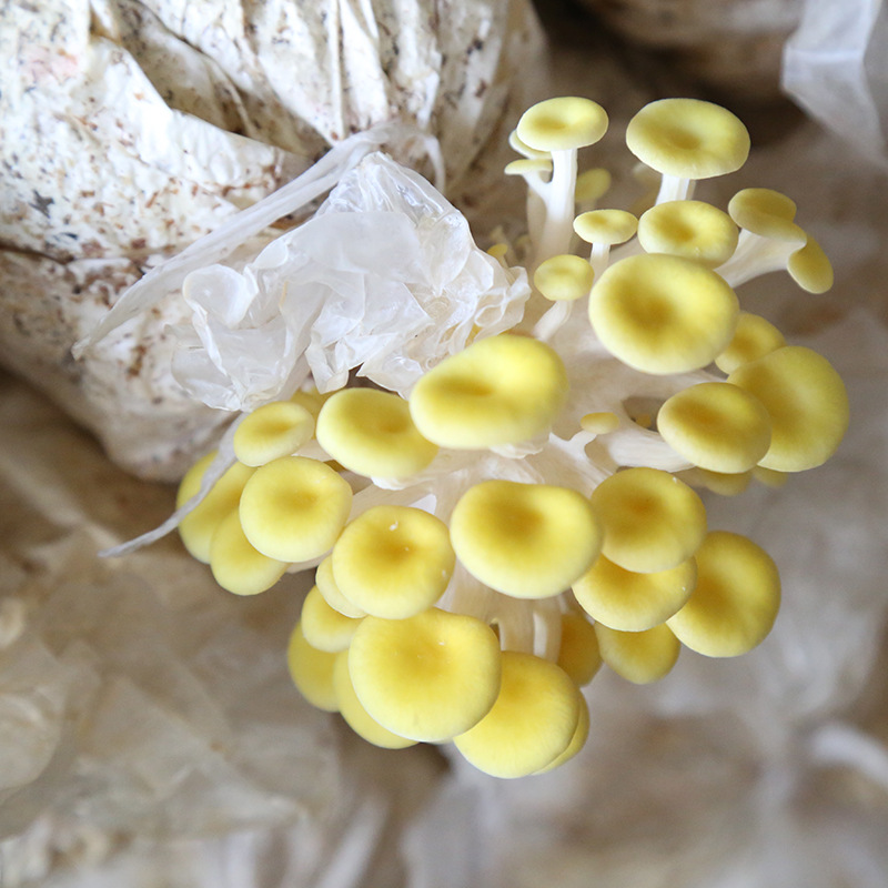 榆黄菇菌包 (9)